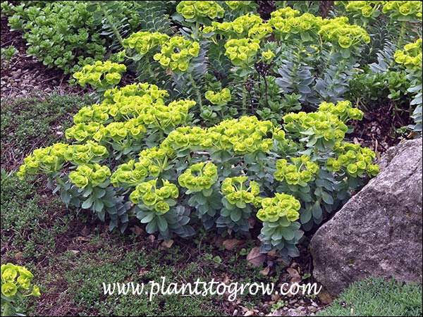 Flowering in a rock garden. (May 5)
